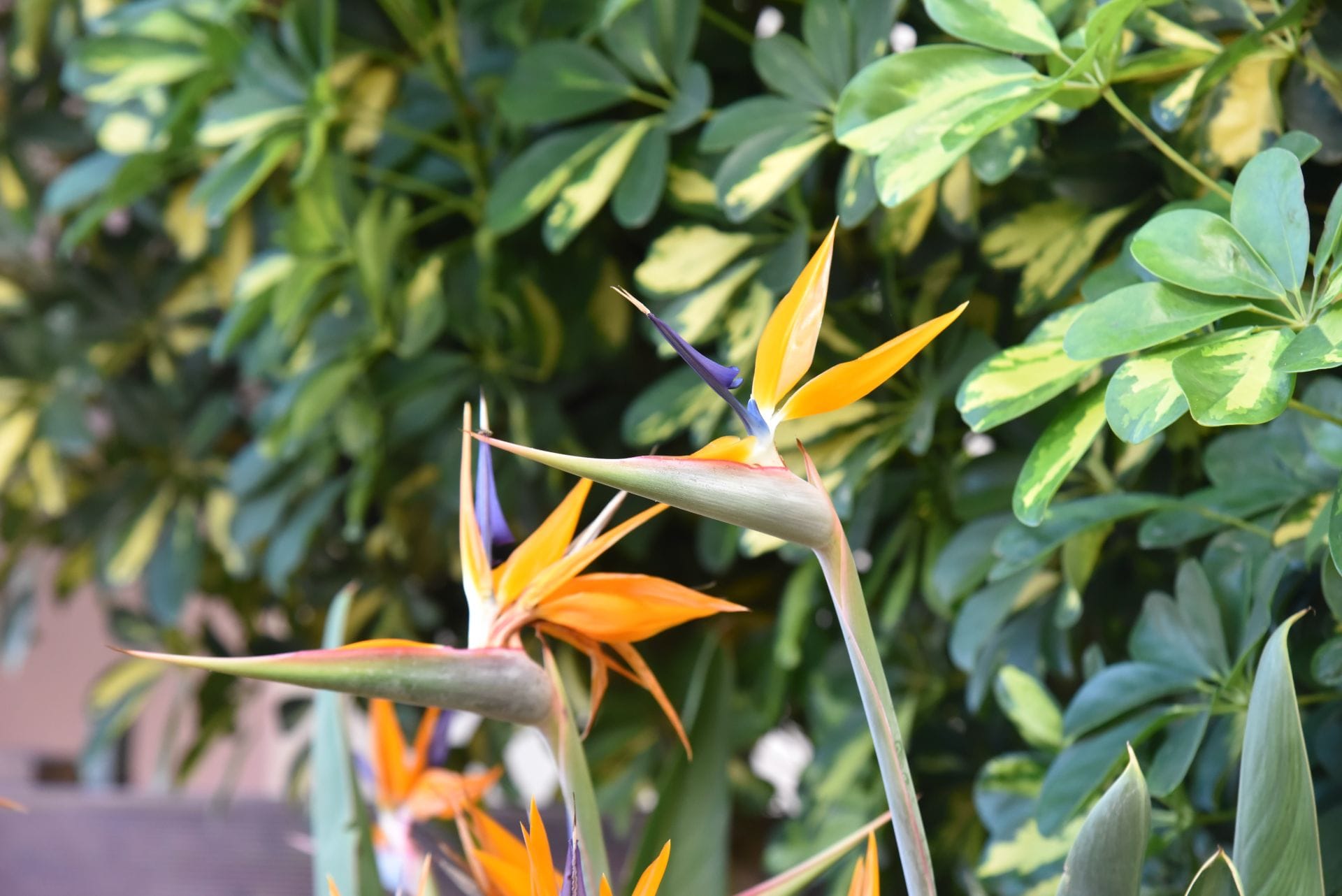 markella-garden-5